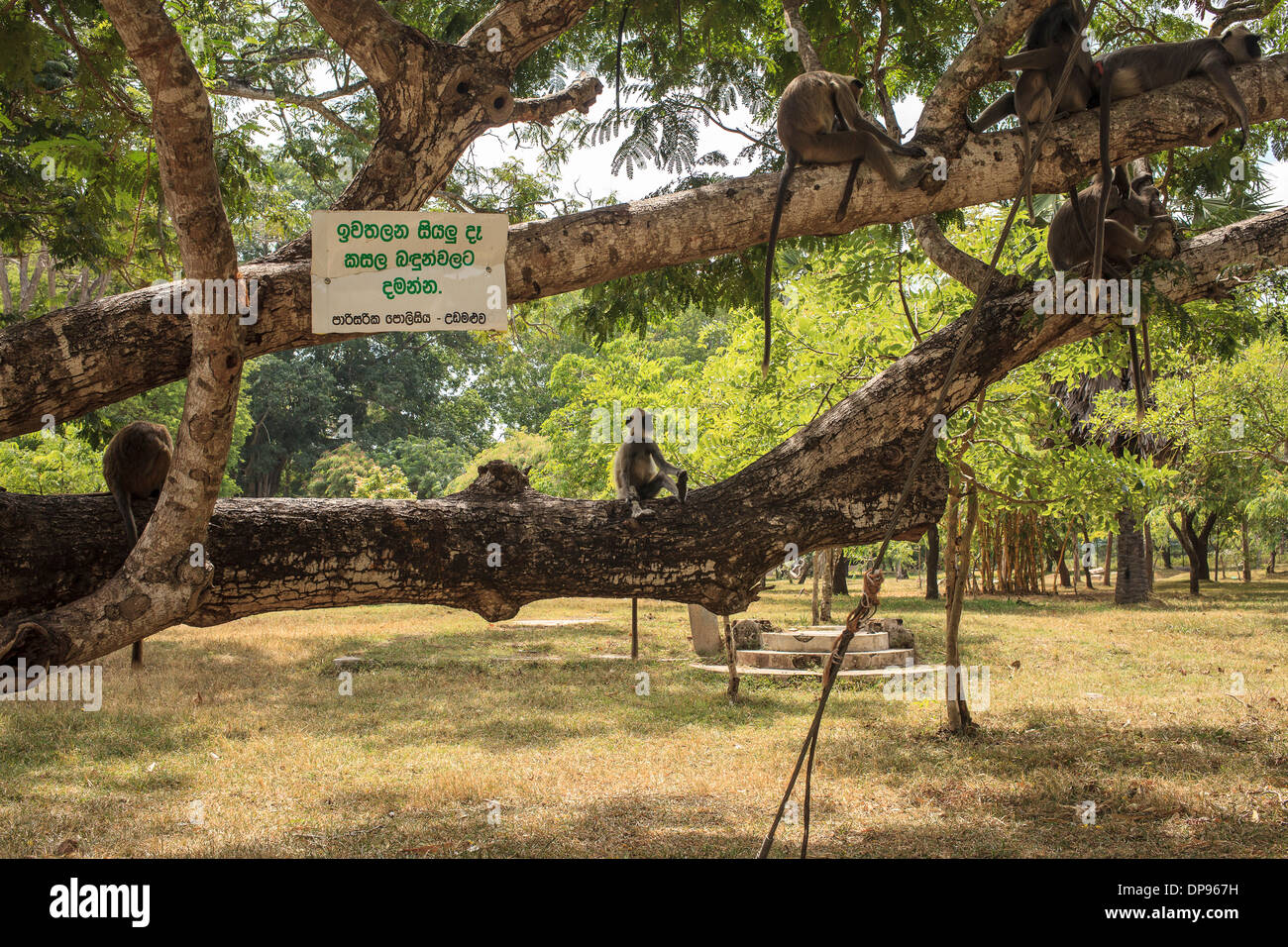 Black faced monkeys in SriLanka sitting on a tree Stock Photo