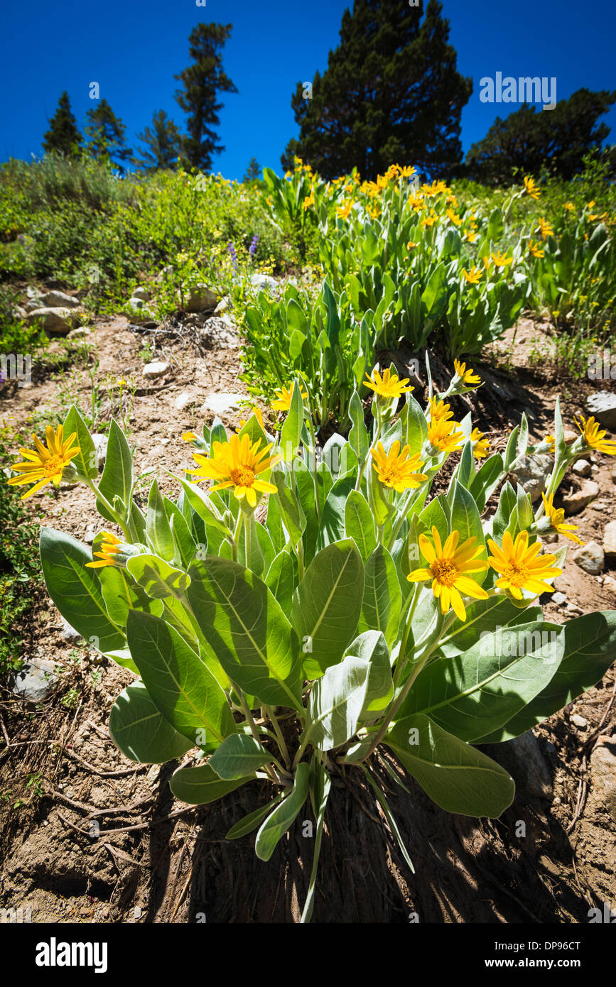 Mule's ears on the Fern Lake Trail, Inyo National Forest, June Lake, California USA Stock Photo