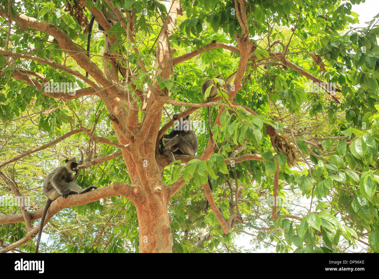 Black faced monkeys in SriLanka sitting on tree branches Stock Photo