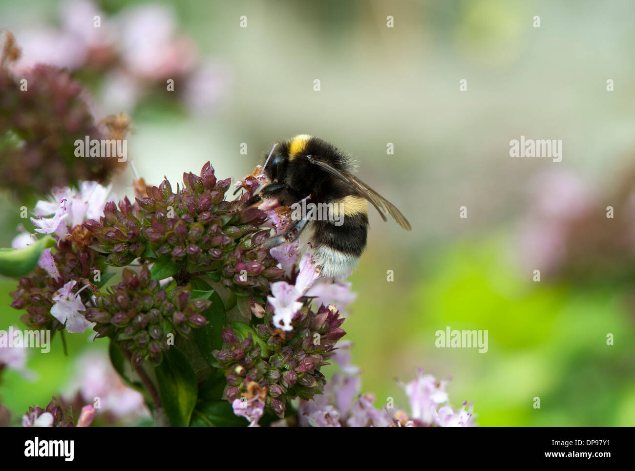 Bumble bee pollinating garden plants. Stock Photo