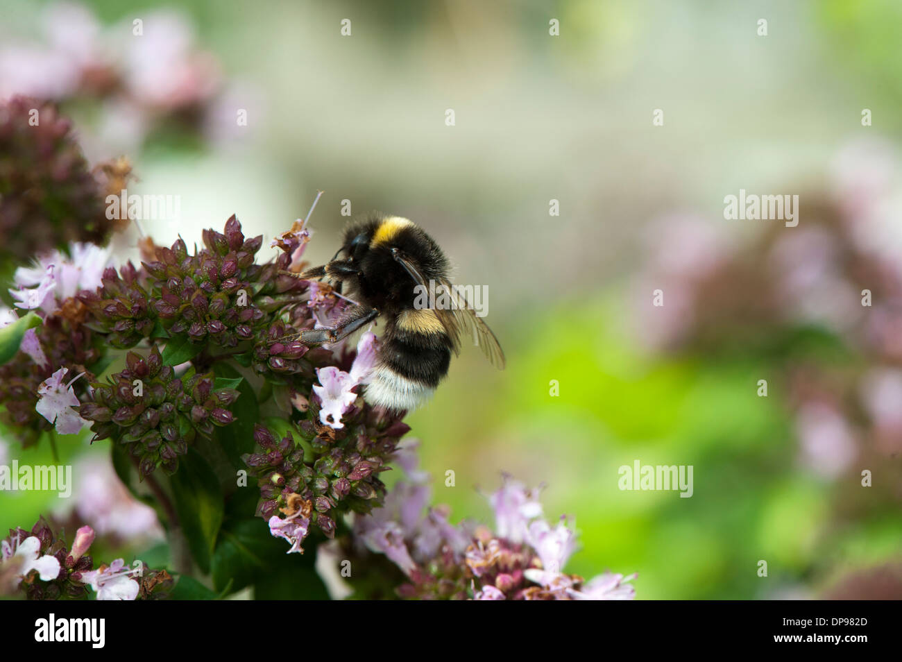 Bumble bee pollinating garden plants Stock Photo Alamy