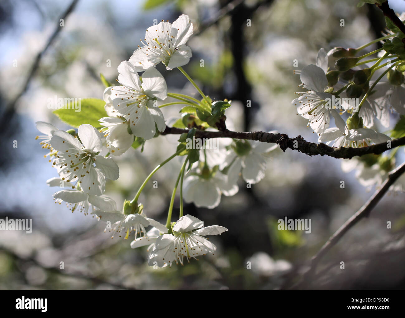 Cherry blossom on tree in string time Stock Photo