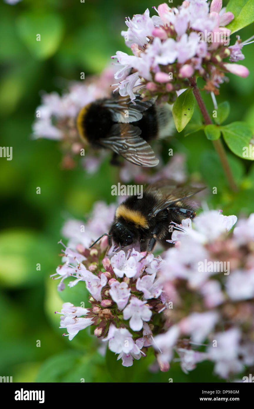 Pair of Bumble bees pollinating garden plants. Stock Photo