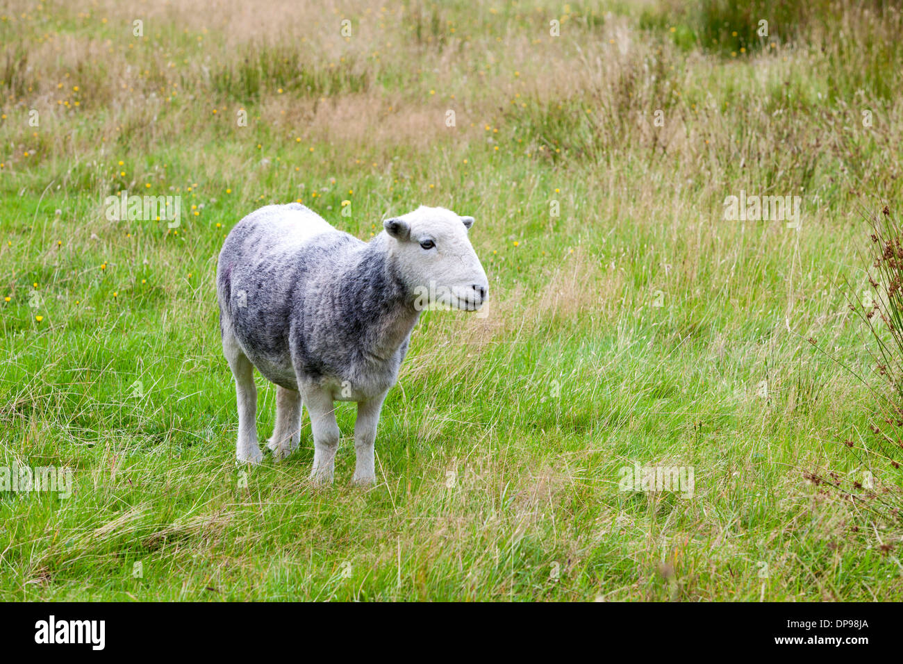 Young sheep on pastured land Stock Photo