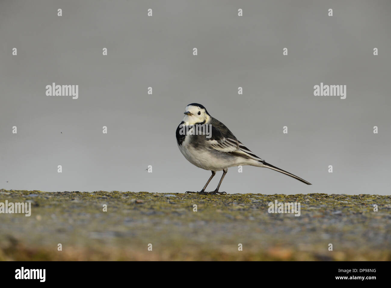 Pied wagtail (Motacilla alba) hunting for insects along a sea wall. Several of these small insects can be seen flying. Stock Photo