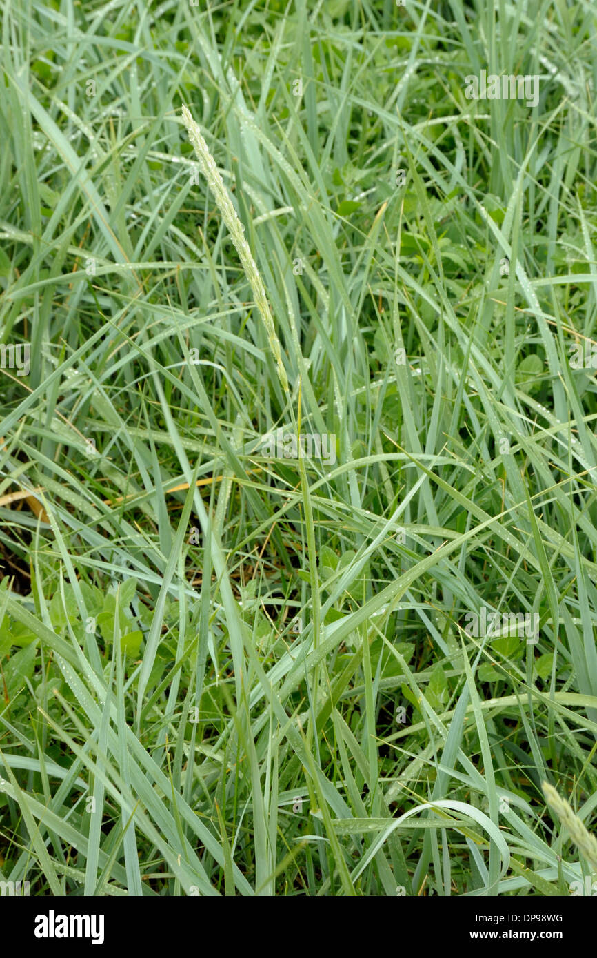 Lyme-grass, Leymus arenarius Stock Photo