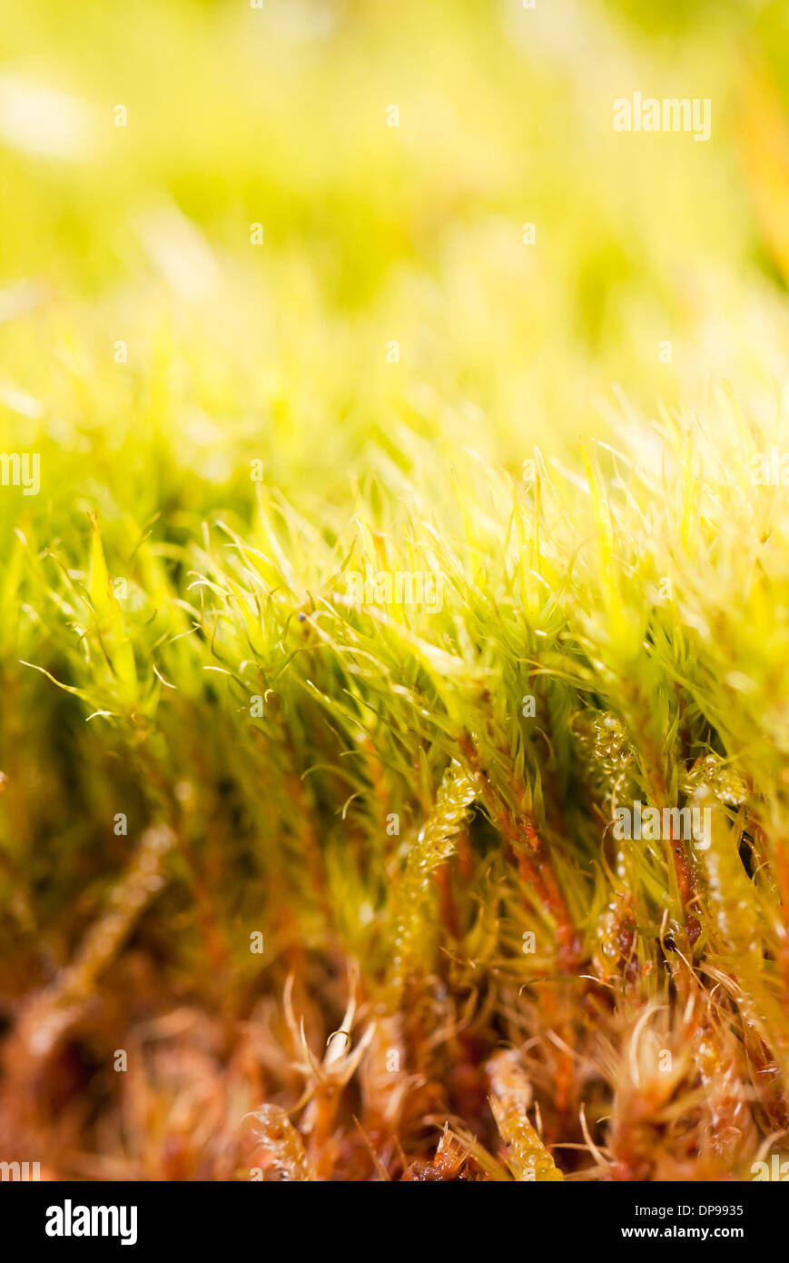 Moss plant hi-res stock photography and images - Alamy