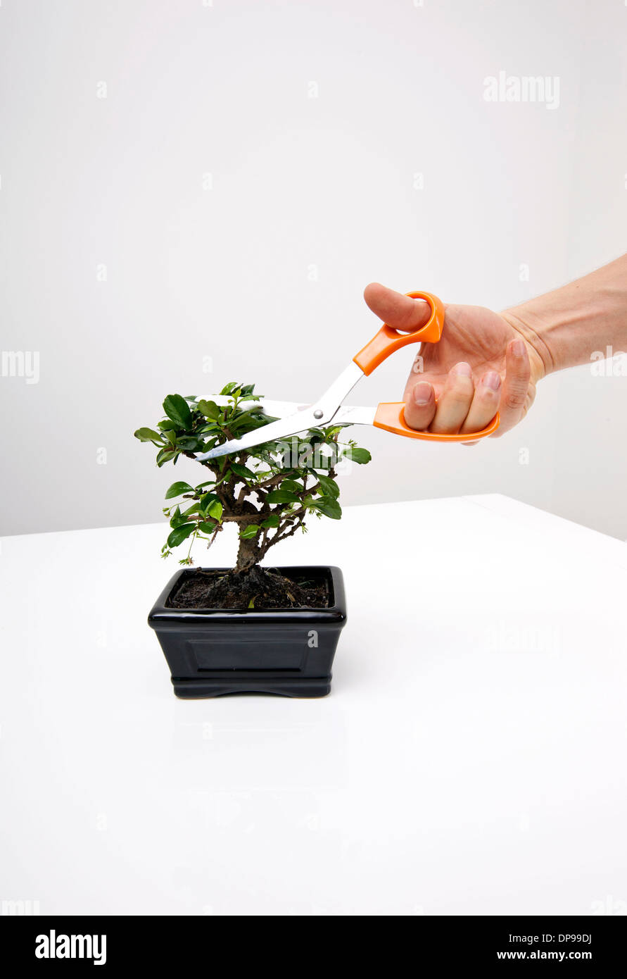 Man's hand cutting leaves of potted plant on table against gray background Stock Photo