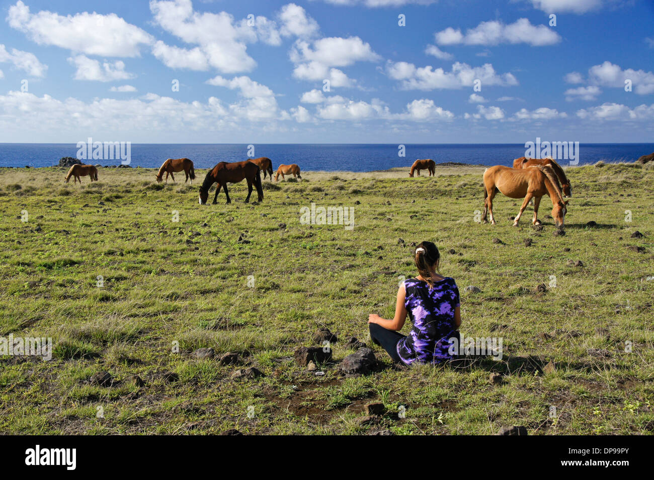 Horses roam free on Easter Island, Chile Stock Photo