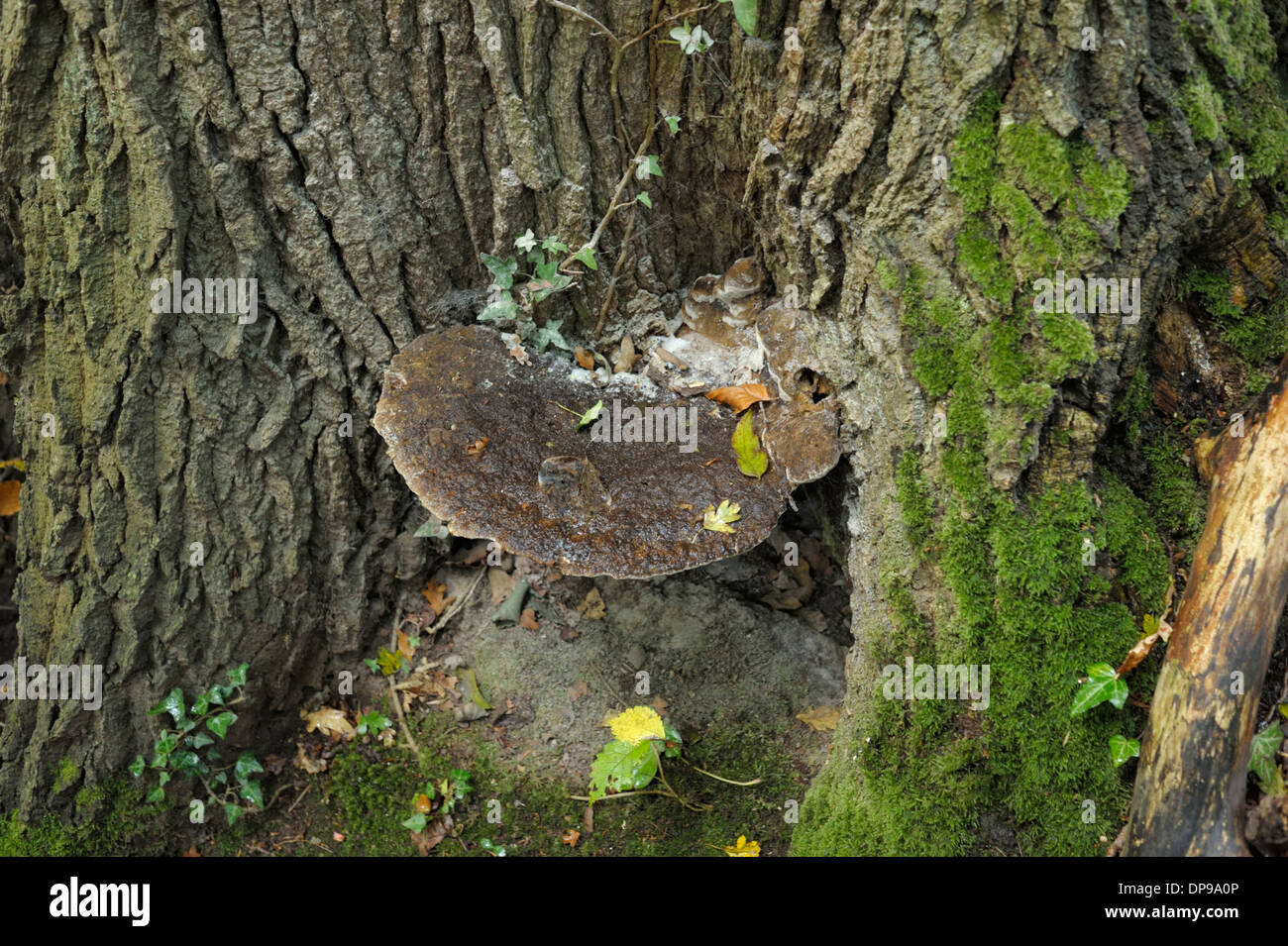 Oak Bracket Fungus, Inonotus dryadeus Stock Photo