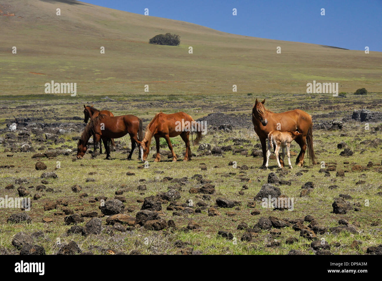 Horses roam free on Easter Island, Chile Stock Photo