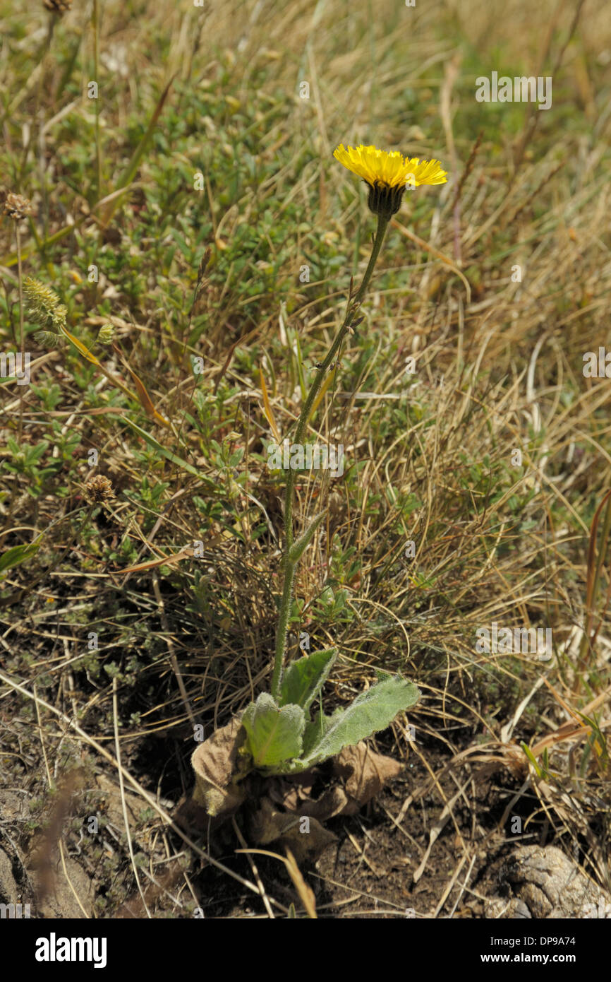 Spotted Cat's-ear, Hypochaeris maculata Stock Photo