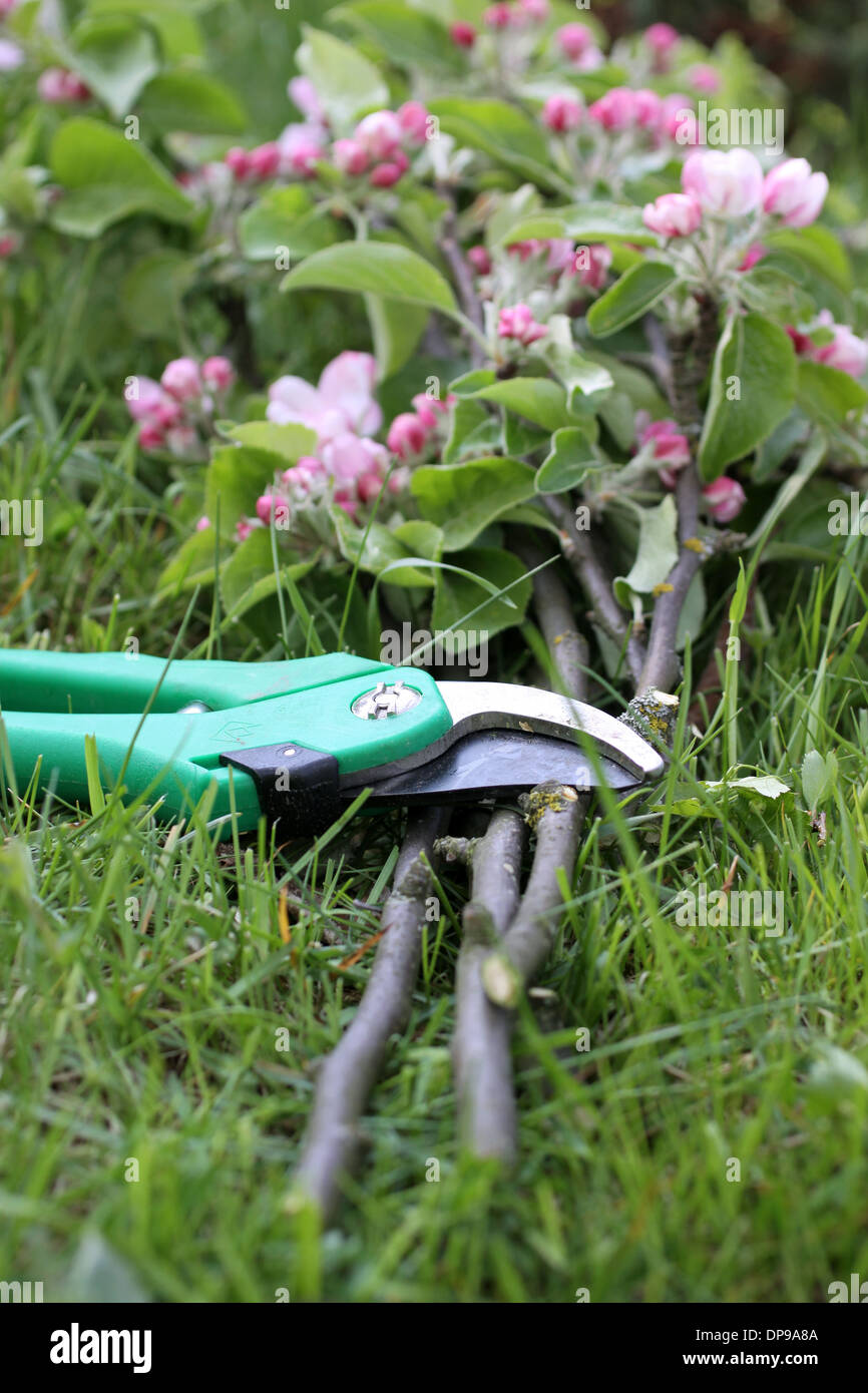 Secateurs with apple branches and apple blossoms Stock Photo