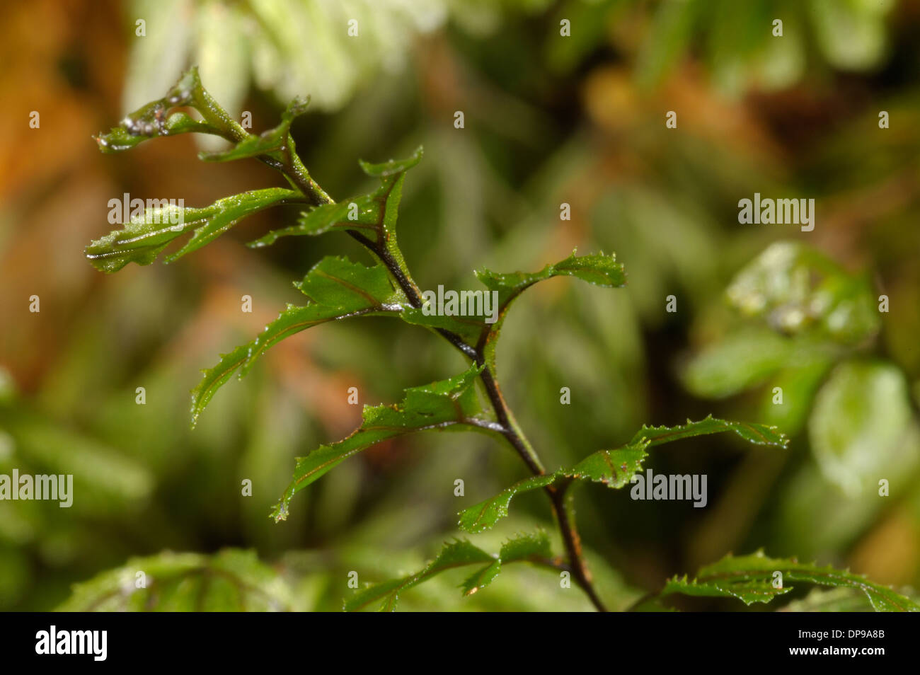 Wilson's Filmy-fern, Hymenophyllum wilsonii Stock Photo