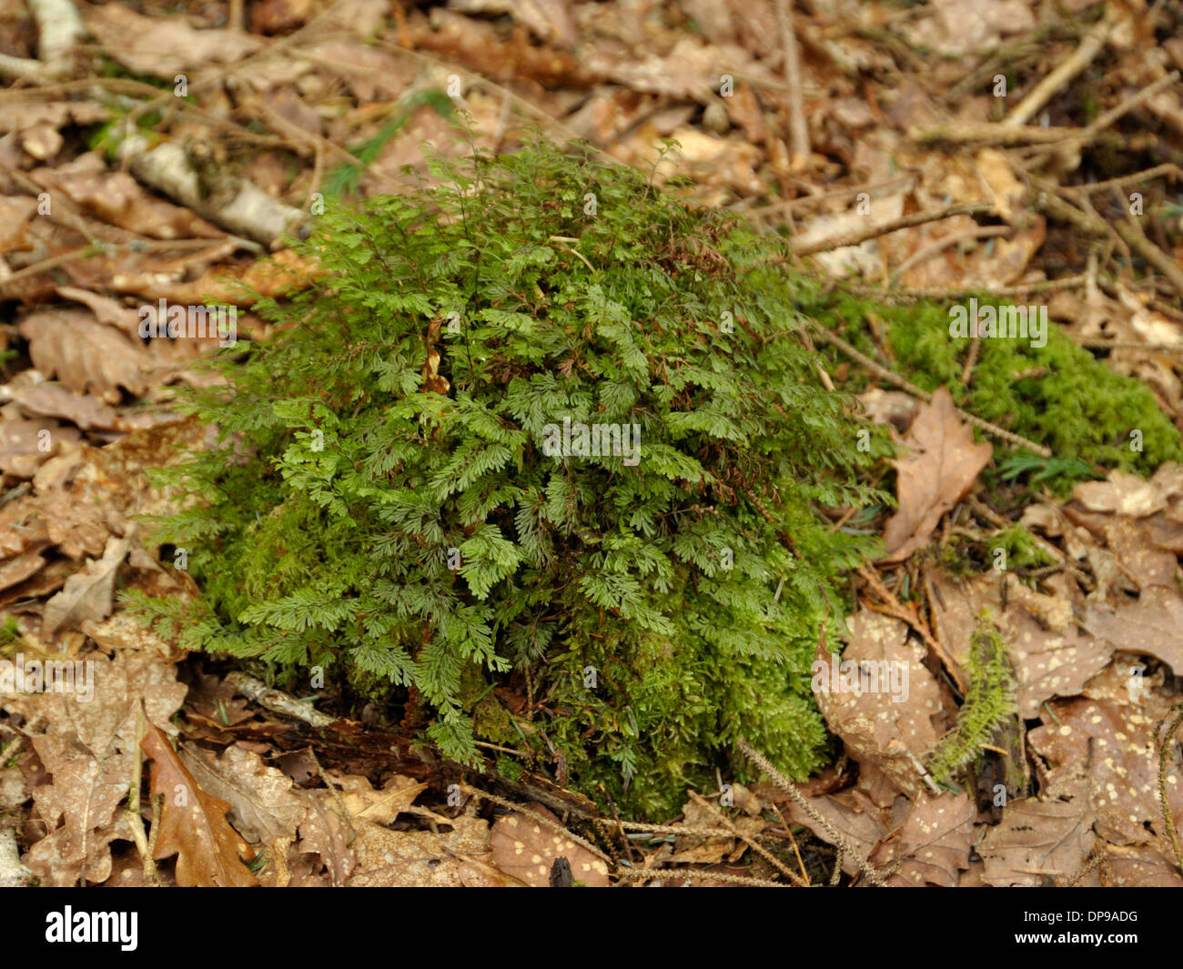 Tunbridge Filmy-fern, Hymenophyllum tunbrigense Stock Photo