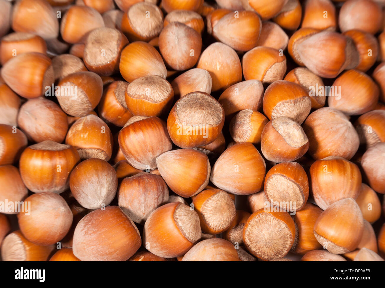 hazelnuts many closeup magnification focus Stock Photo