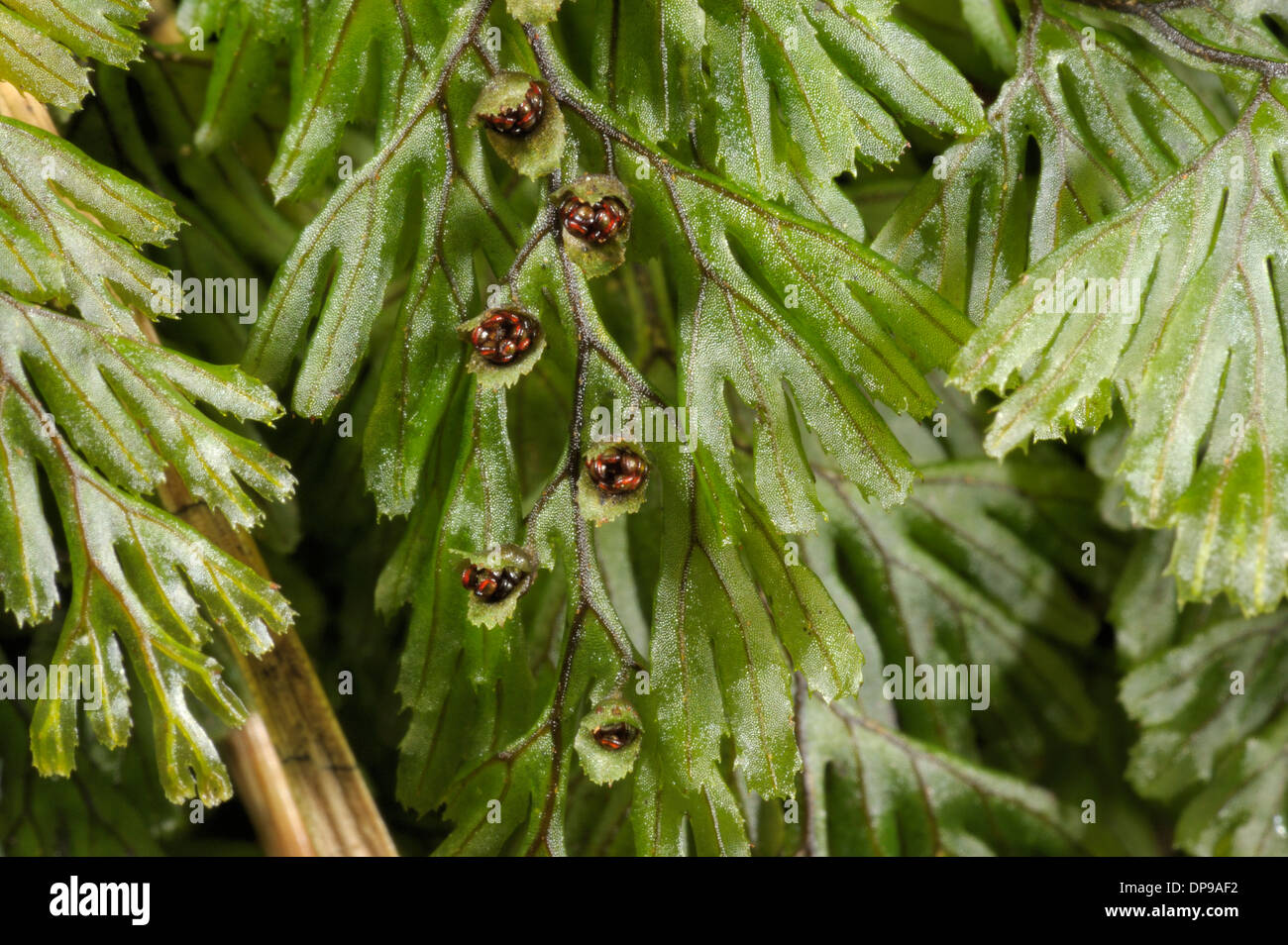 Tunbridge Filmy-fern, Hymenophyllum tunbrigense Stock Photo