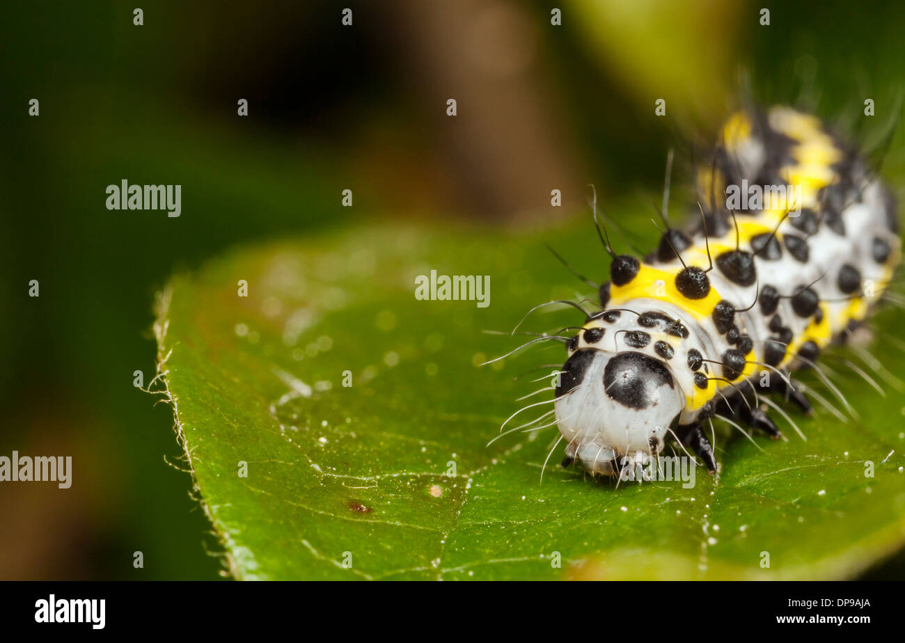 Yellow worm or grub or maggot with black dots known as Toadflax (Brocade) Moth Stock Photo