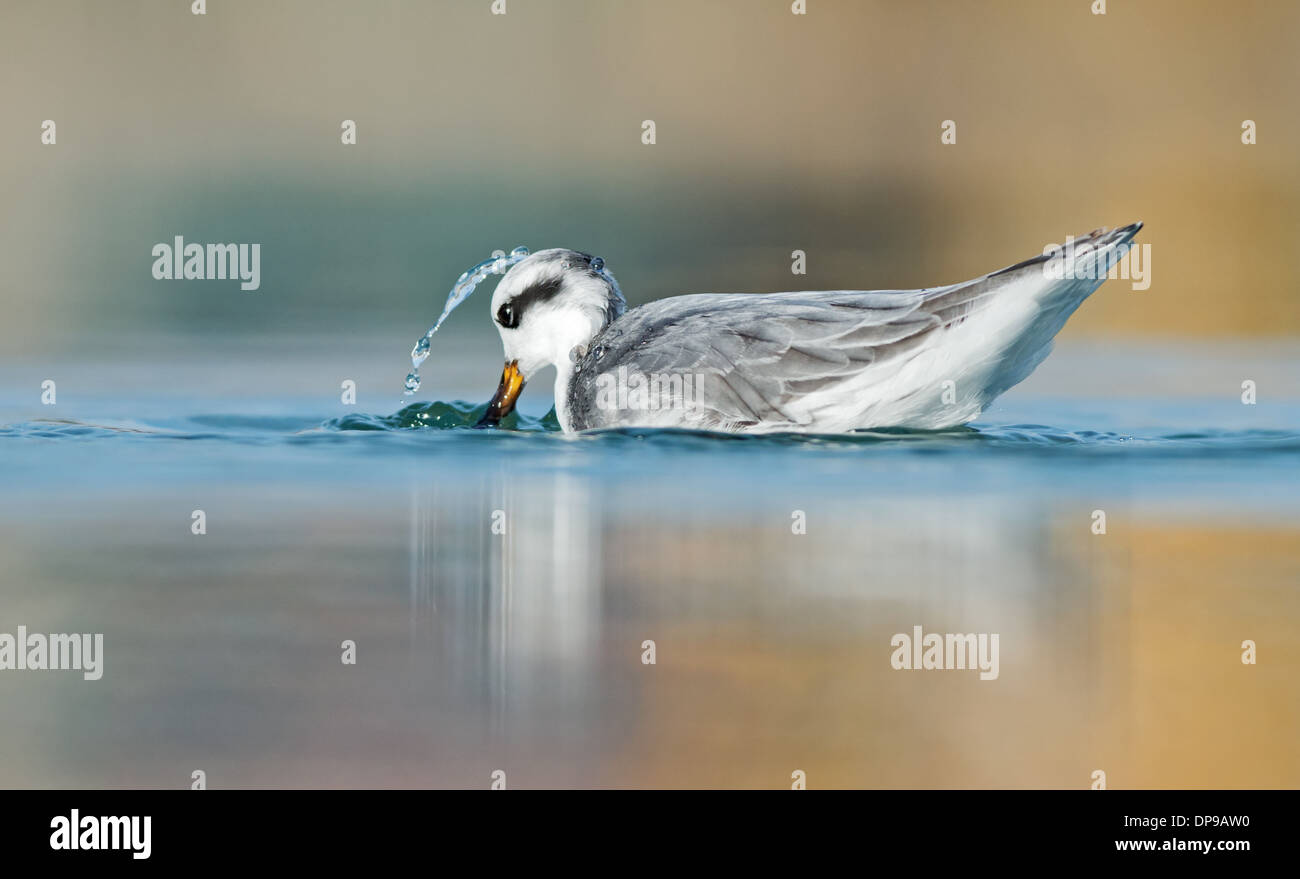 Grey Phalarope-Phalaropus fulicarius, Winter. Uk Stock Photo