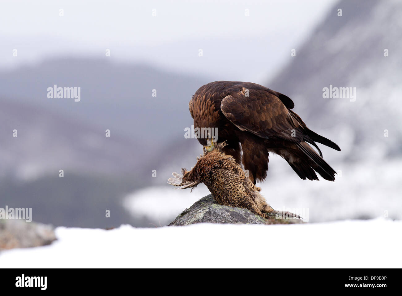 Golden Eagle, Aquila chrysaetos with prey Stock Photo