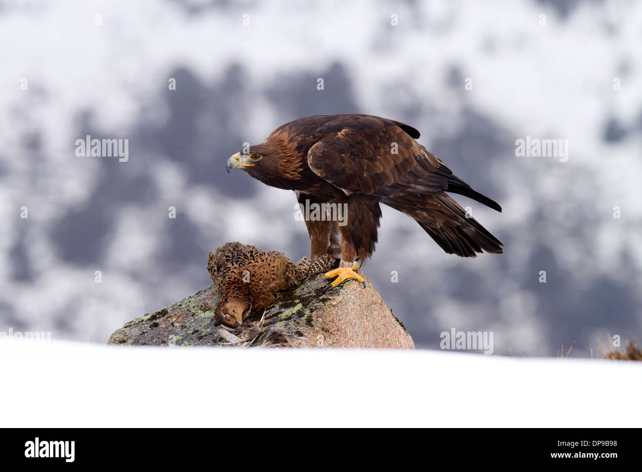 Golden Eagle Aquila Chrysaetos With Prey Stock Photo
