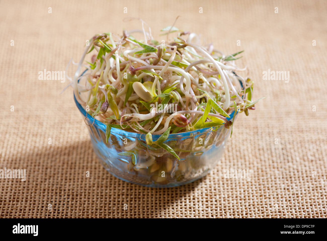Mix of fresh plant sprouts growing in glass bowl Stock Photo