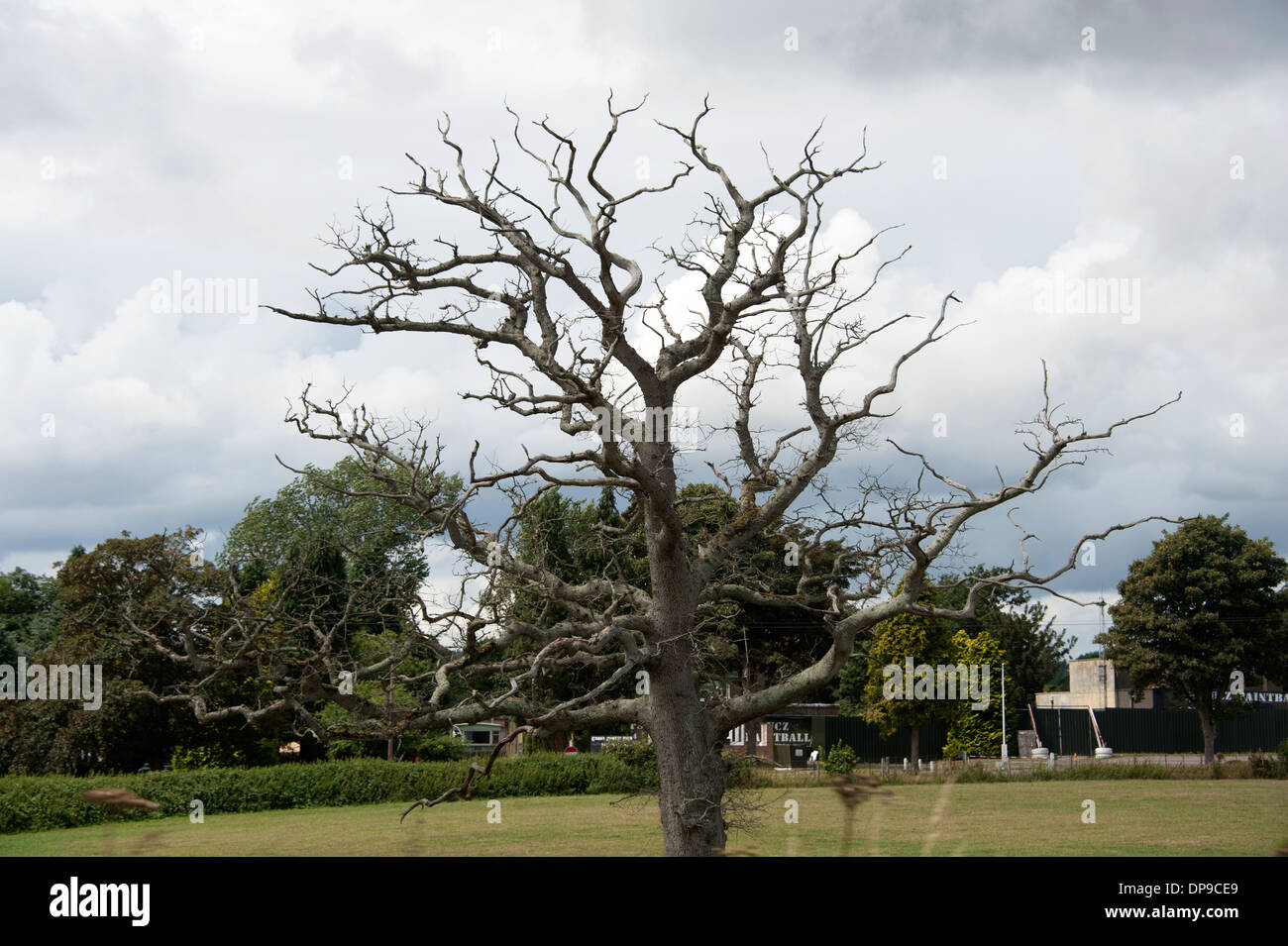 Stark Dead Tree Struck Killed by Lightening Stock Photo