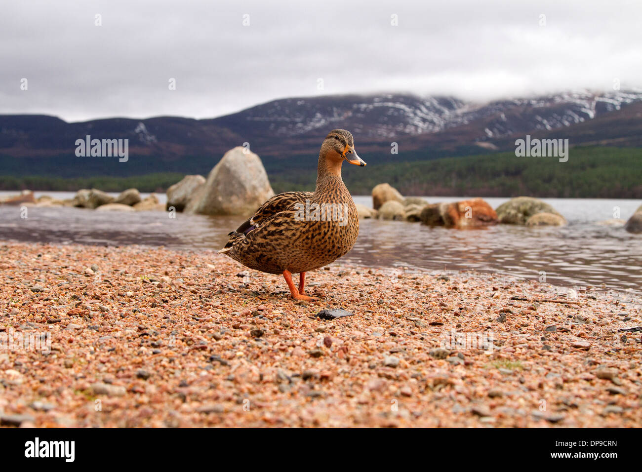 Mallard duck, Anas platyrhynchos in Scotland's highlands Stock Photo