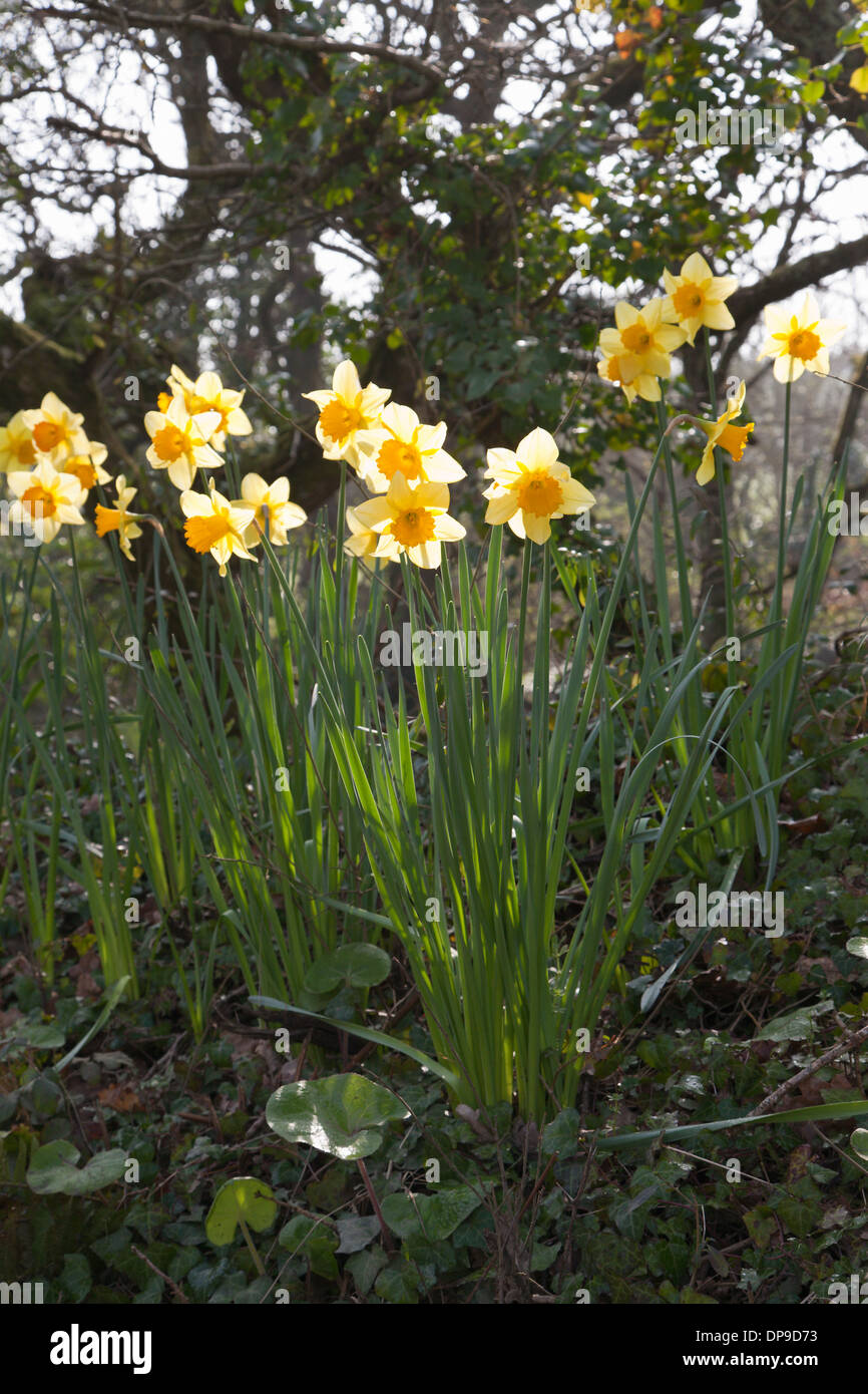 Daffodils growing on a bank beside the road, Cornwall, UK Stock Photo