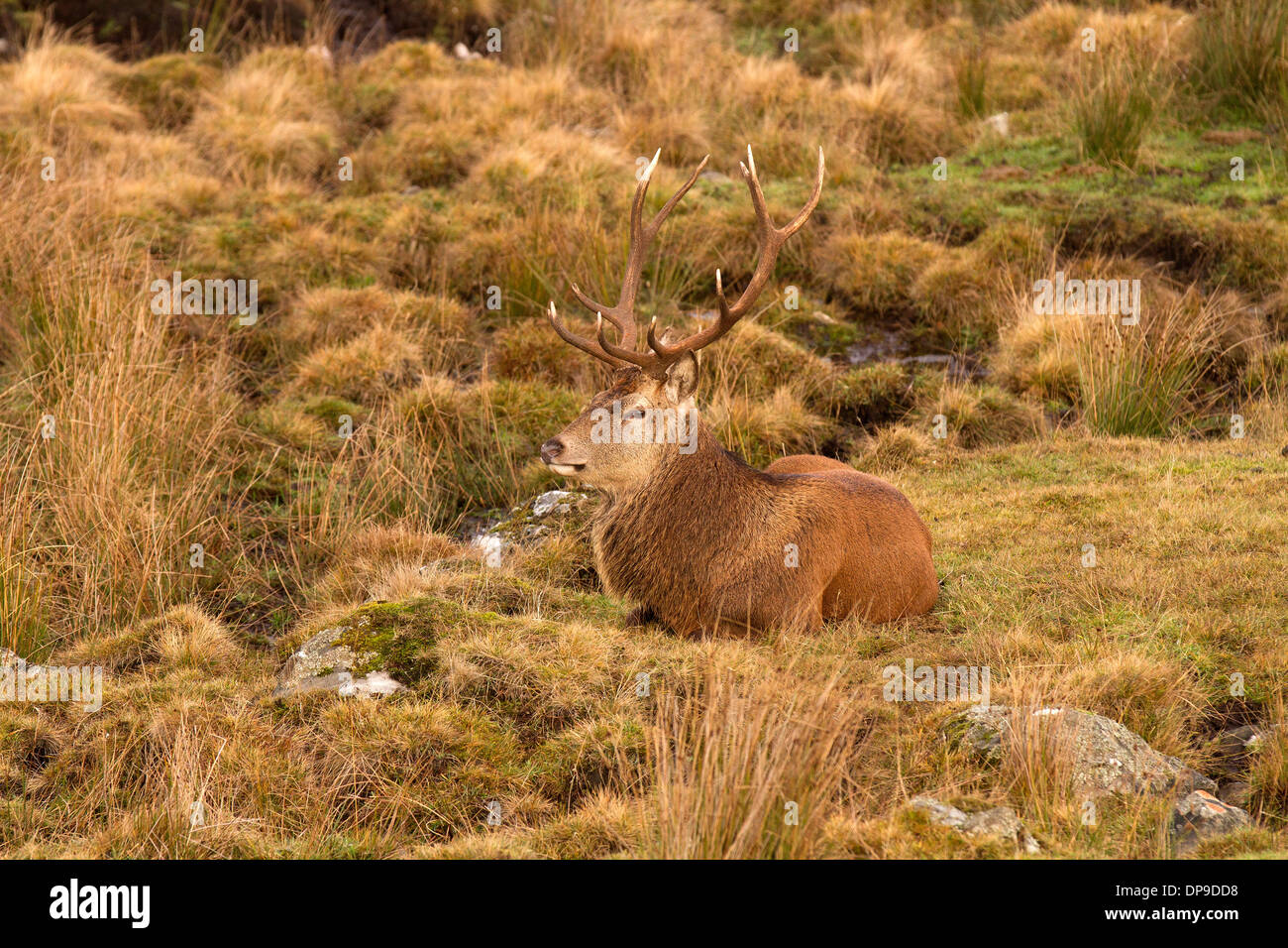 Red Deer Stag in Scotland's highlands Stock Photo