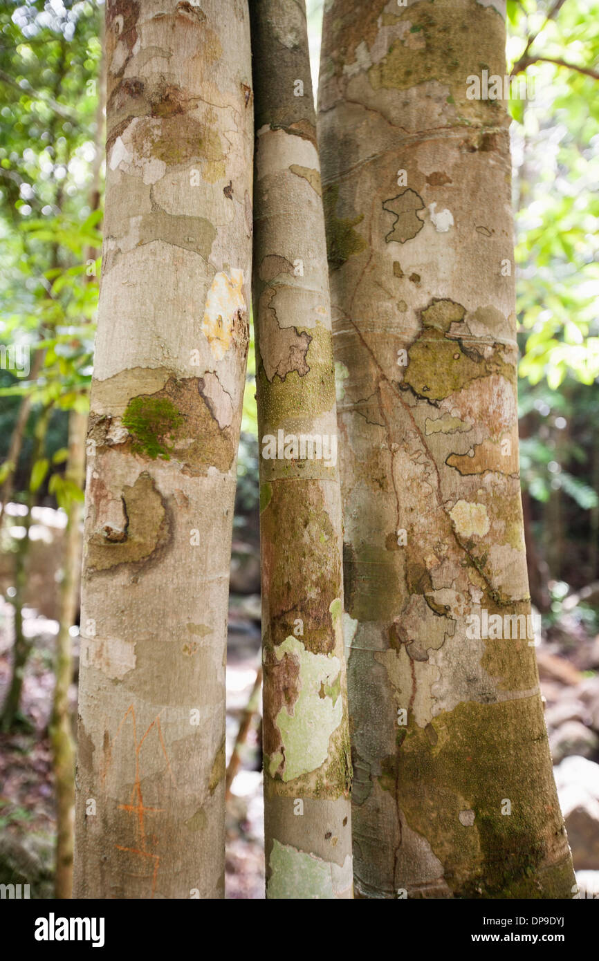 Close-up of tree trunks in forest  Koh Pha Ngan  Thailand Stock Photo