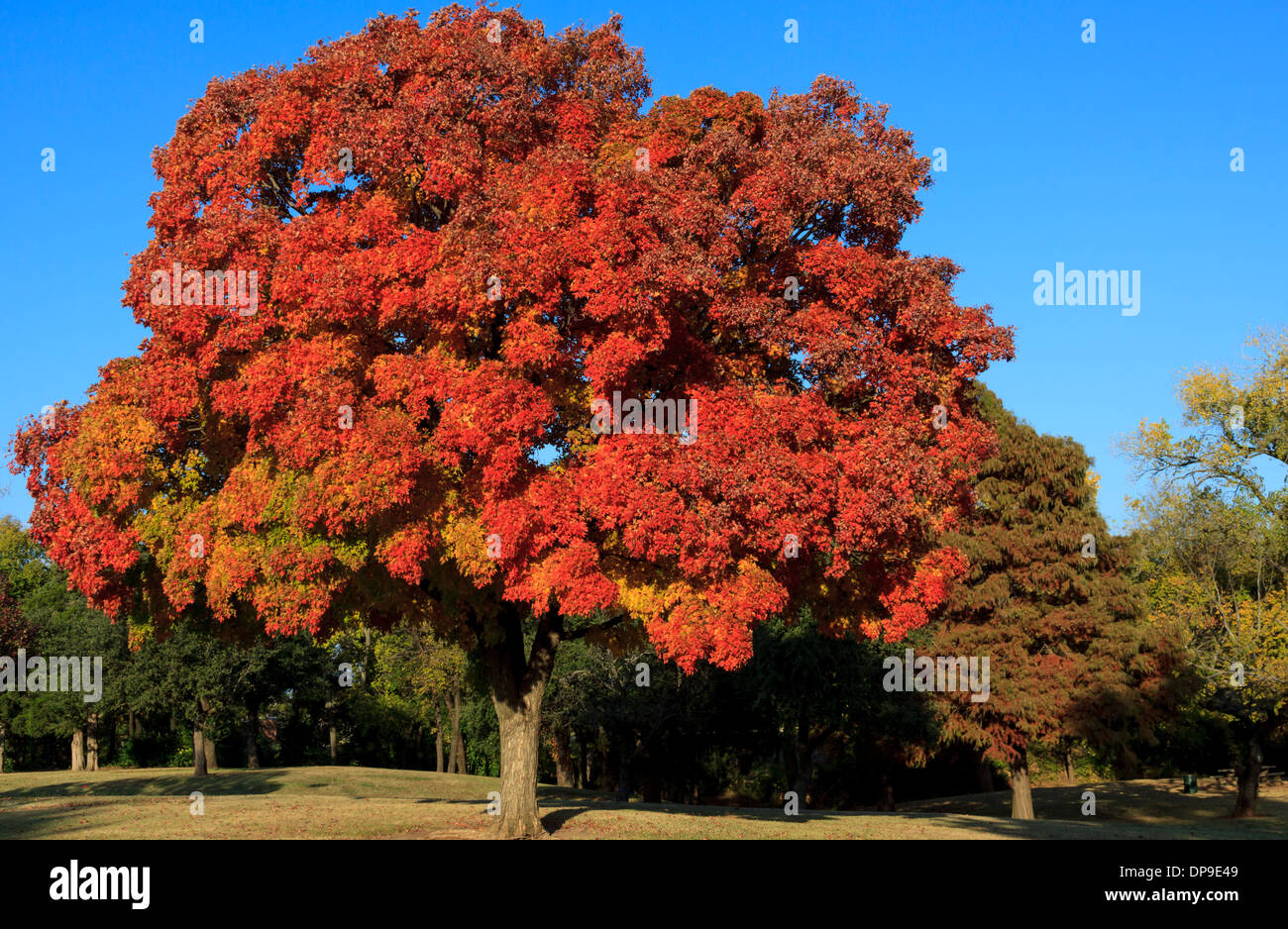 Tree in the red sky hi-res stock photography and images - Alamy