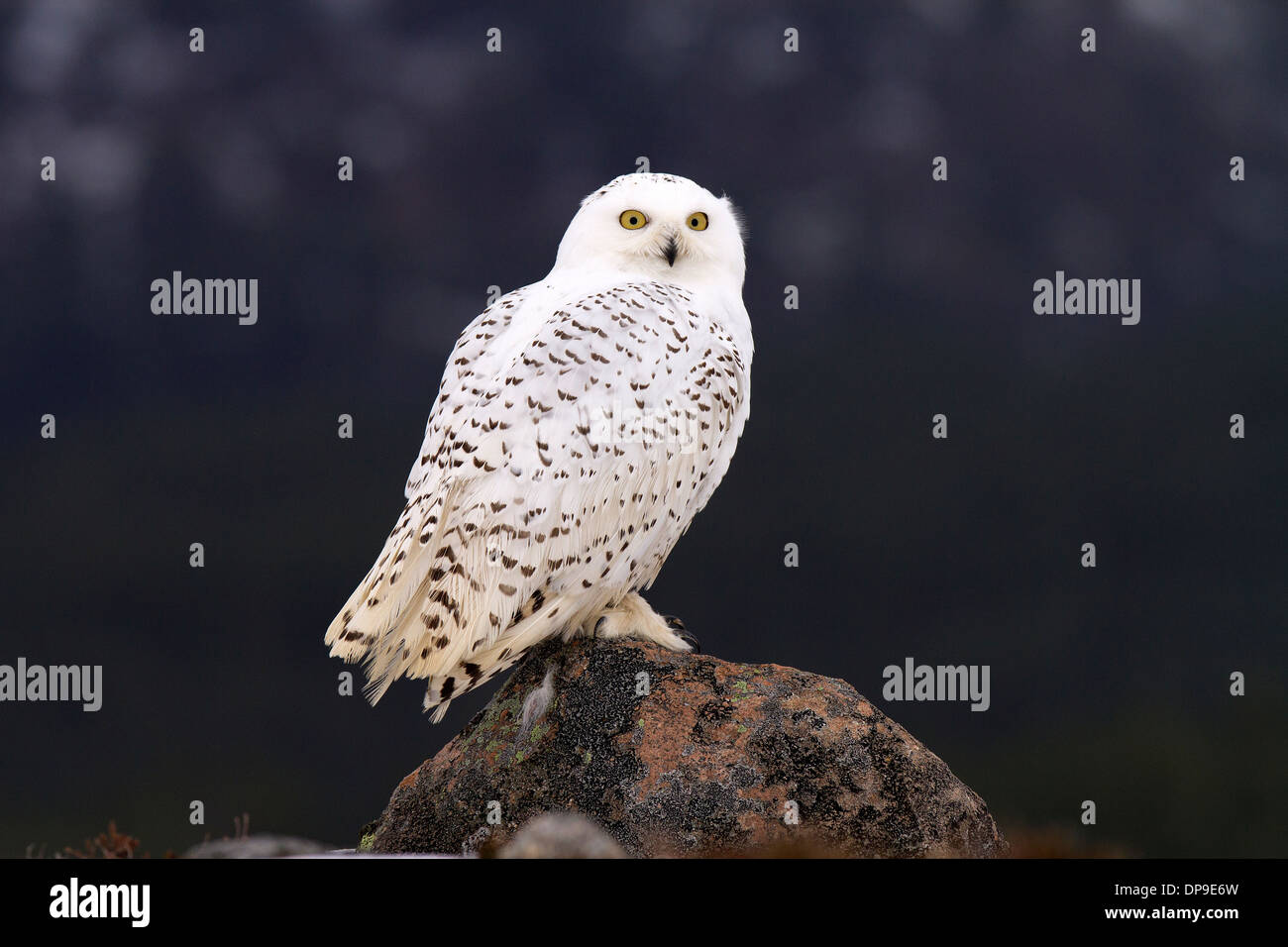 Snowy Owl, bubo scandiacus in the mountains Stock Photo
