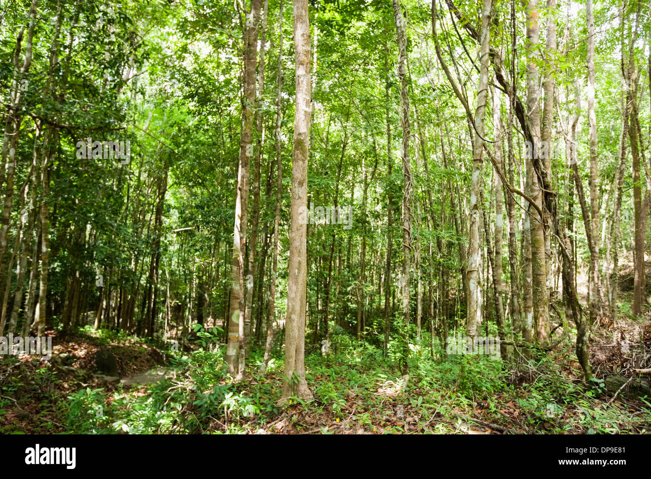 View of forest in Koh Pha Ngan  Thailand Stock Photo