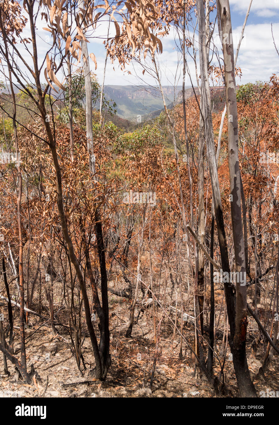 Charred and dead trees in a forest after a bush fire in Blue Mountains of New South Wales, Australia Stock Photo