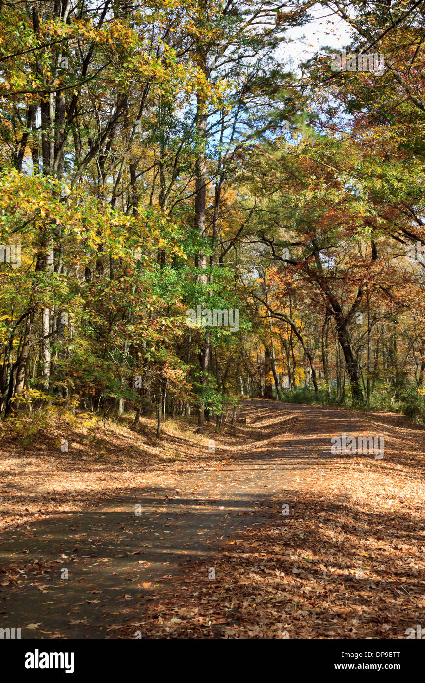 Fall foliage by an obscure roadway in Oklahoma's Beaver's Bend State