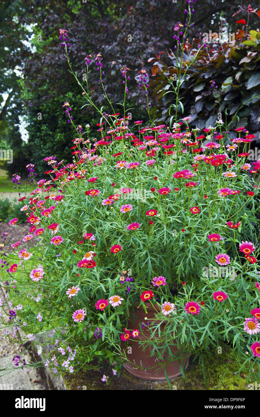 Large garden terracotta pot with pink zinnias and daisies. Stock Photo