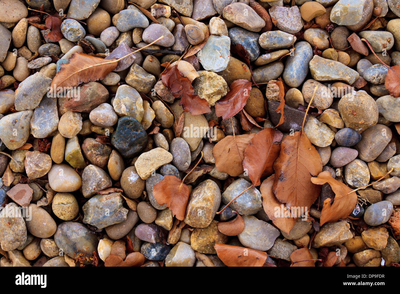 Rocks and leaves in a garden setting Stock Photo Alamy