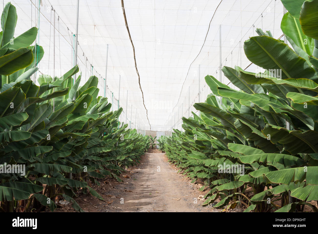 Banana plants in huge greenhouse on Gran Canaria, Canary Islands, Spain