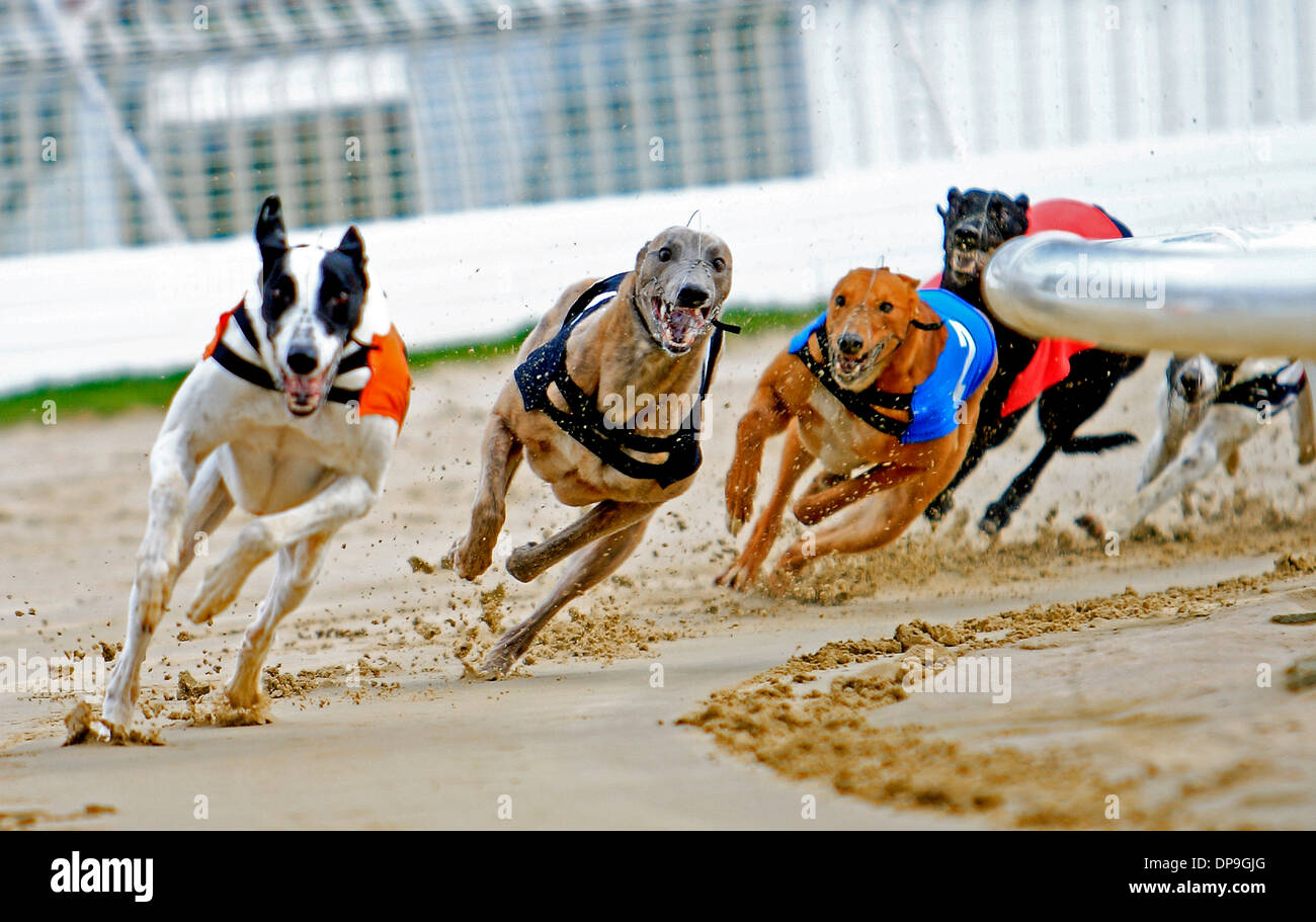 Greyhound racing at the Walthamstow Stadium greyhound racing track in London Stock Photo