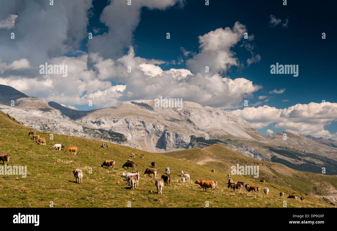 Cows on a meadow at the Collado de Plana Canal in the Spanish Pyrenees Stock Photo