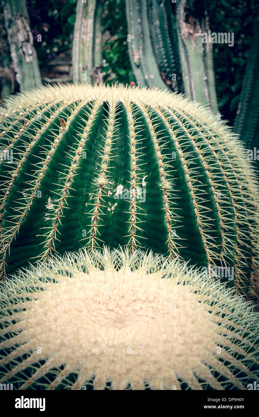 vintage like close up of two round cactuses. Stock Photo