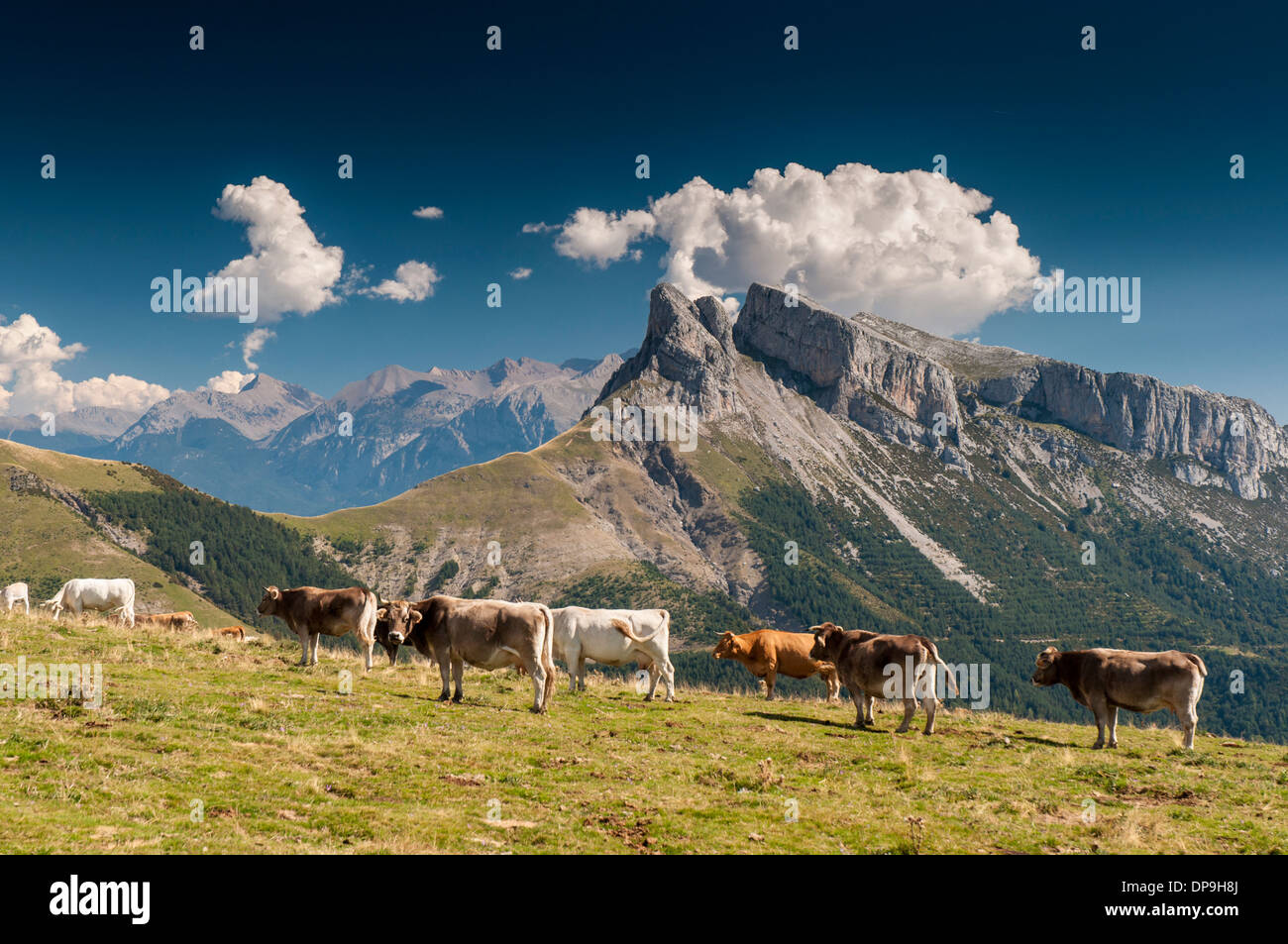 Cows on a meadow in the Spanish Pyrenees at the Collado de Plana Canal Stock Photo