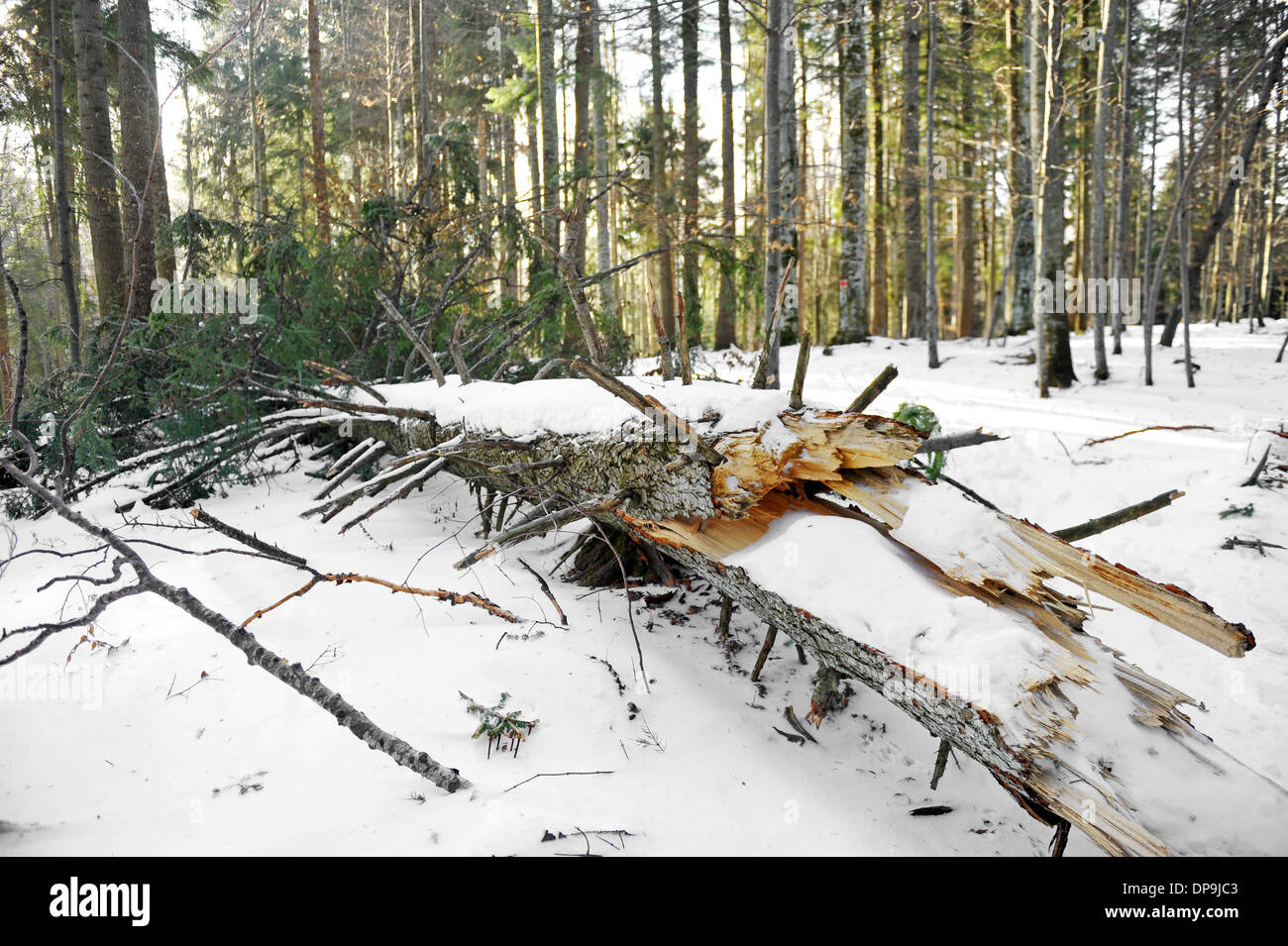 Pine forest with a fir tree ripped after a winter storm Stock Photo