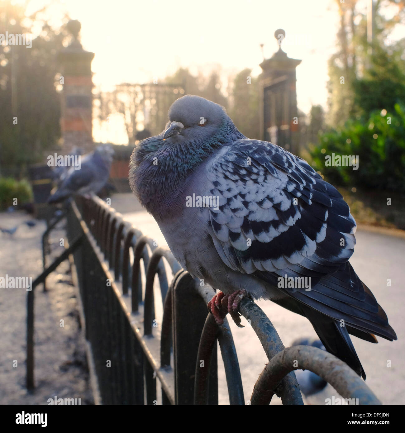 pigeon on fence looking unwell with swollen throat and runny nose possibly with bird flu Stock Photo