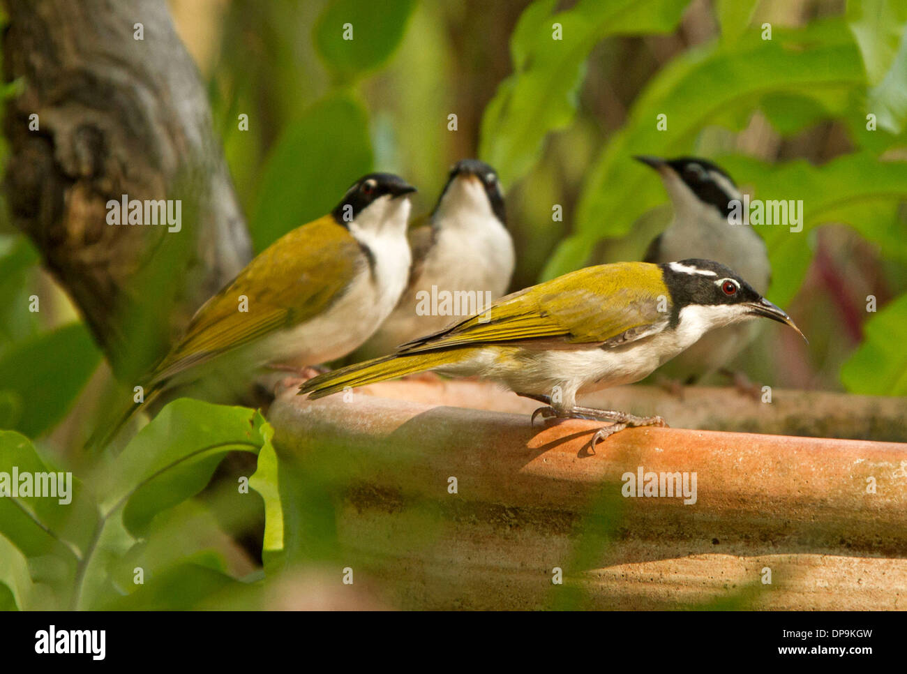 Group of Australian white throated honeyeaters, Melithreptus albogularis on edge of bird bath, one drinking with tongue out Stock Photo