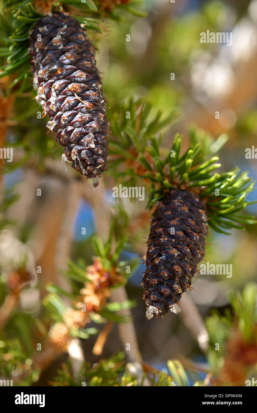 bristle cone pine Stock Photo