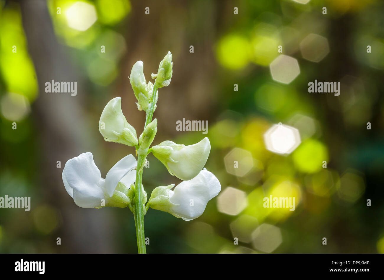 White bean flower and plant hires stock photography and images Alamy