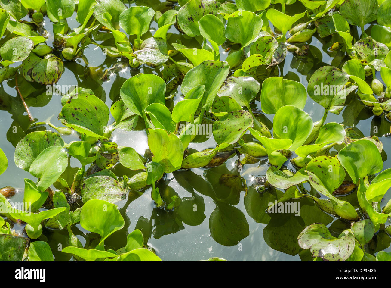 Green water hyacinth in pond Stock Photo Alamy