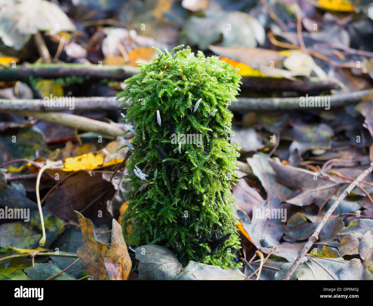 The clavaria fungi are coral-like and often cylindrical or club shaped Stock Photo